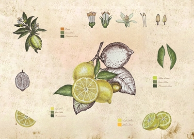 Vintage botanisk sitron