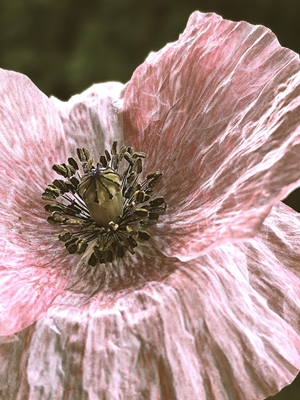 In the heart of the poppy