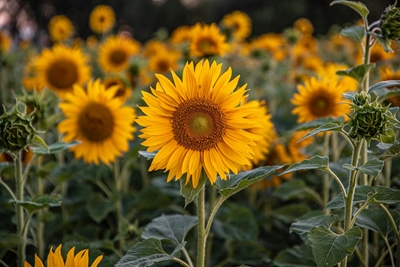 The sun flower