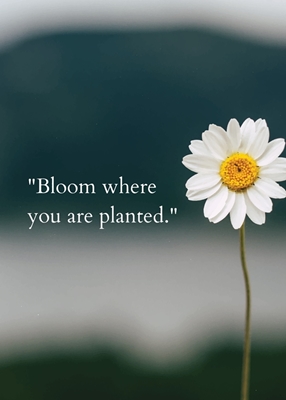 Fleurissez là où vous êtes planté