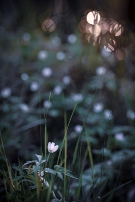 Anemone of the woods