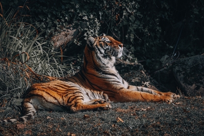 Resting tiger