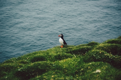 Wild puffin