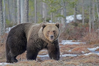 L'orso selvatico Bruto