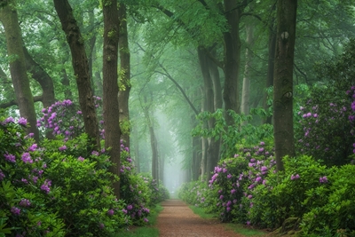 Rhododendrons dans le brouillard