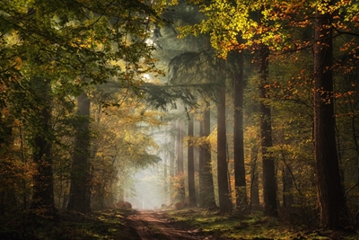 Forêt d’automne néerlandaise