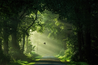 Camino al jardín secreto