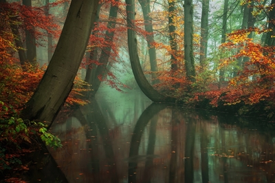 De gebogen bomen