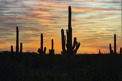 Solnedgang i ørkenen.