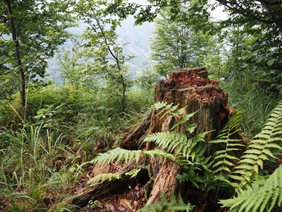 Selva Wald Natur 