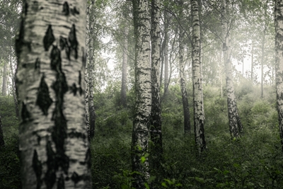 La lumière à travers la forêt de bouleaux