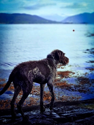   Dog by the sea