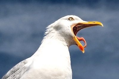 Gaviota argéntea