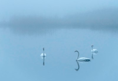 Manhã de nevoeiro no Lago dos Cisnes