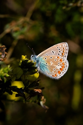 Águila moteada ala azul en acción