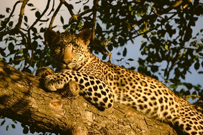 Leopardo sull'albero