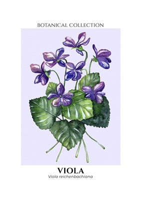 Botanical Collection Violets