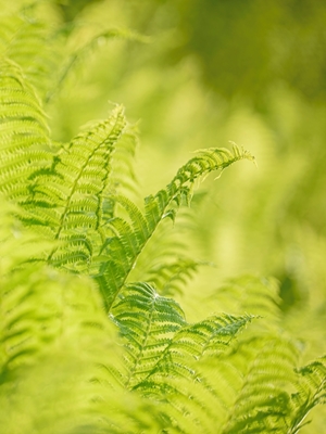 An ocean of ferns.