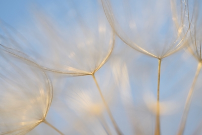 Golden seed against blue sky