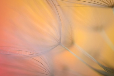 Seeds with orange background