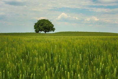 Árvore solitária