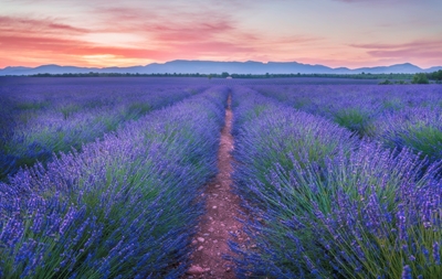 Campo de lavanda al amanecer