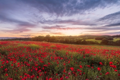 Campo di papaveri al tramonto