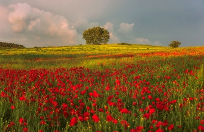 Papaverveld bij de zonsondergang