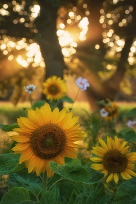 Girassóis e raios solares