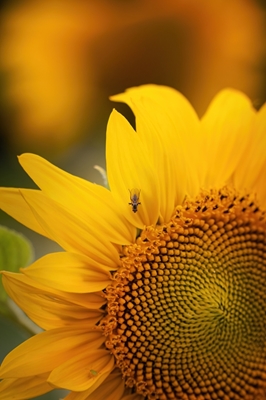 De zonnebloem en de vlieg