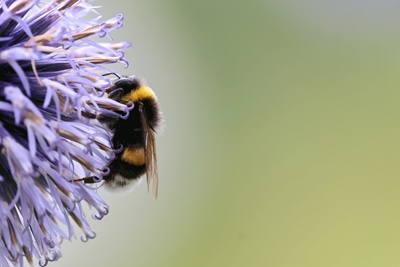 A bumblebee on a flower