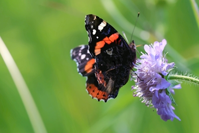 Mariposa descansando sobre una flor