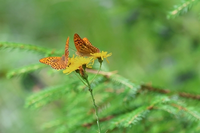 Two butterflies on a dandelion