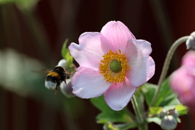 A flying bumblebee