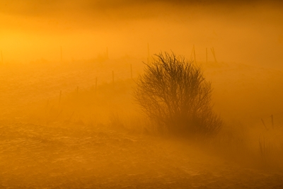 En la niebla