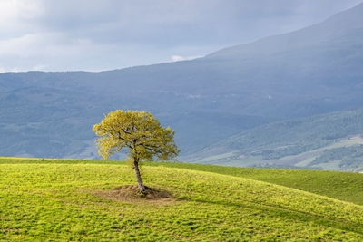 Árbol