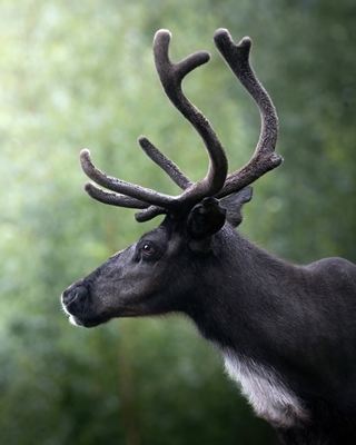 Reindeer in profile - Summer