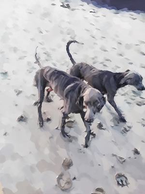 Beach dogs