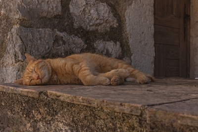 Cat siesta