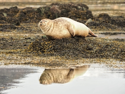 The happy seal