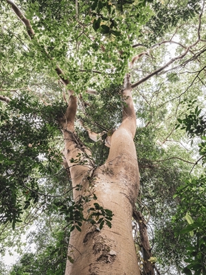 Nella giungla in Uganda