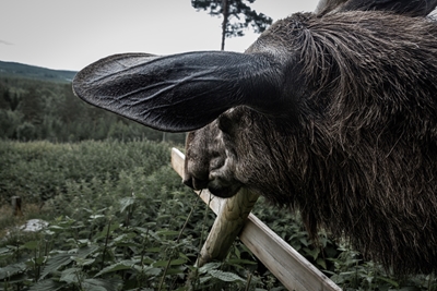 Älgens ögonblick