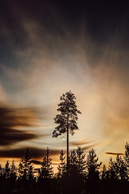 Pôr do sol sobre a Floresta Silenciosa