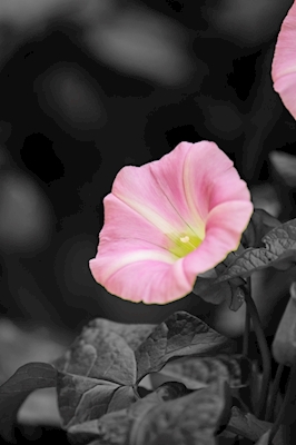 Růžový květ s černobílým kulatým