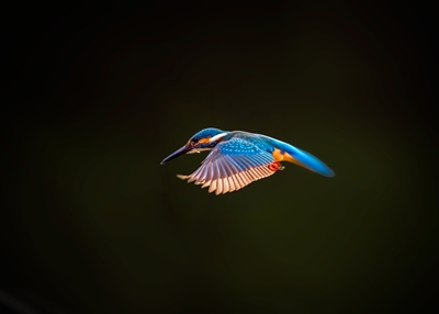 Kingfisher on fly