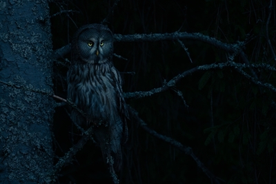 Great gray owl 