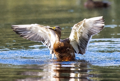 Female Mallard