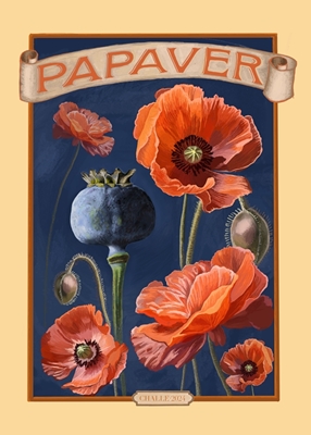 Papaver