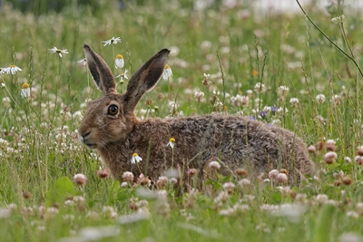 Lièvre suédois des champs dans la prairie d’été