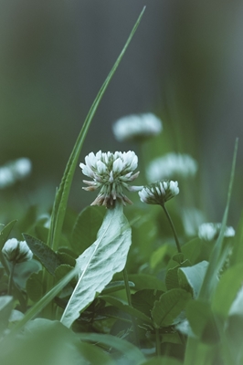 white clover